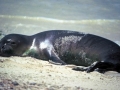 Hawaiian Monk Seal