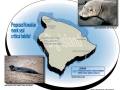 Hawaiian Monk Seal
