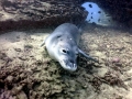 Hawaiian Monk Seal