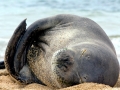 Hawaiian Monk Seal