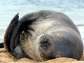Hawaiian Monk Seal