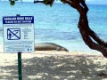 Hawaiian Monk Seal