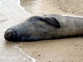 Hawaiian Monk Seal
