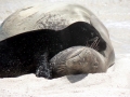 Hawaiian Monk Seal