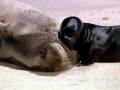 Hawaiian Monk Seal