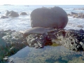 Hawaiian Monk Seal