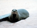 Hawaiian Monk Seal