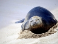 Hawaiian Monk Seal