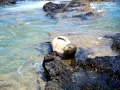 Hawaiian Monk Seal