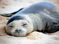 Hawaiian Monk Seal