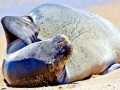 Hawaiian Monk Seal
