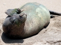 Hawaiian Monk Seal