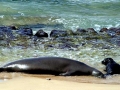 Hawaiian Monk Seal