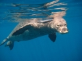 Hawaiian Monk Seal