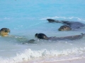 Hawaiian Monk Seal