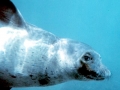 Hawaiian Monk Seal