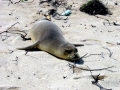 Hawaiian Monk Seal
