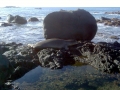 Hawaiian Monk Seal