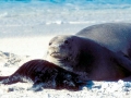 Hawaiian Monk Seal