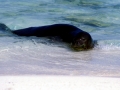 Hawaiian Monk Seal