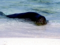 Hawaiian Monk Seal