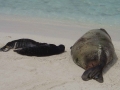 Hawaiian Monk Seal
