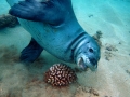 Hawaiian Monk Seal
