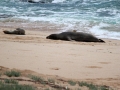 Hawaiian Monk Seal
