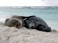 Hawaiian Monk Seal