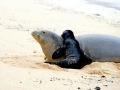Hawaiian Monk Seal