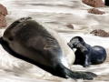 Hawaiian Monk Seal