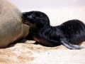 Hawaiian Monk Seal