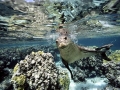 Hawaiian Monk Seal