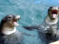 Hawaiian Monk Seal