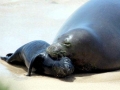 Hawaiian Monk Seal