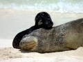 Hawaiian Monk Seal