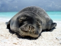 Hawaiian Monk Seal
