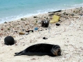 Hawaiian Monk Seal