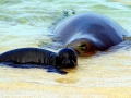 Hawaiian Monk Seal