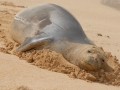 Hawaiian Monk Seal