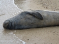 Hawaiian Monk Seal