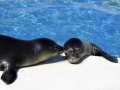 Hawaiian Monk Seal