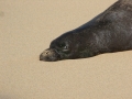 Hawaiian Monk Seal