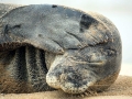 Hawaiian Monk Seal