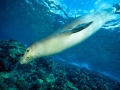 Hawaiian Monk Seal