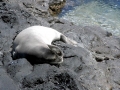 Hawaiian Monk Seal