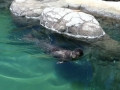 Hawaiian Monk Seal
