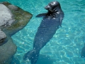 Hawaiian Monk Seal