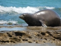Hawaiian Monk Seal