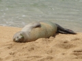 Hawaiian Monk Seal